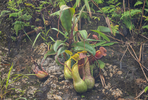 N. alata (Nepenthes alata)