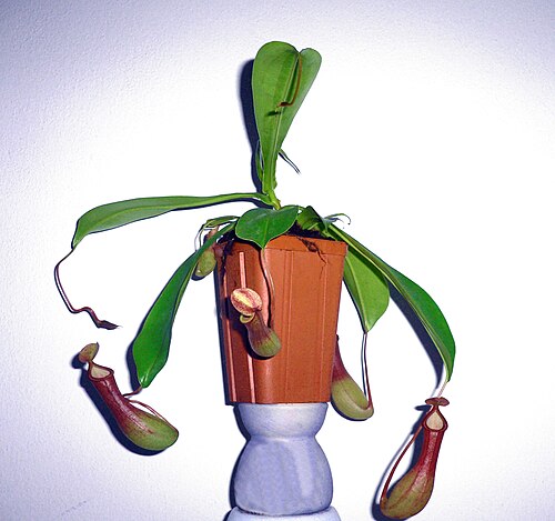 N. alata: Nepenthes alata (Nepenthaceae), climbing plant original tropical forests in the Philippines with leaves modified for catching insects.
