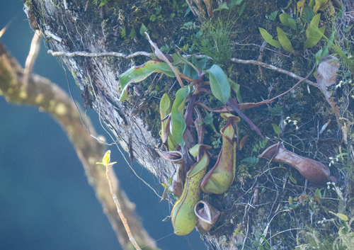 N. alata (Nepenthes alata)