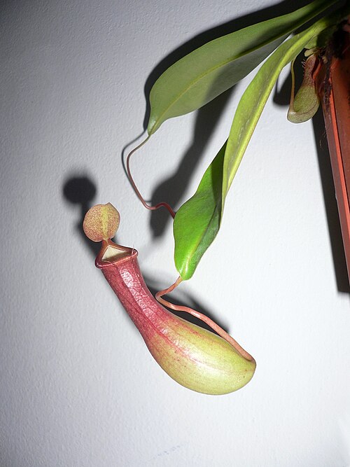 N. alata: Nepenthes alata (Nepenthaceae), climbing plant original tropical forests in the Philippines with leaves modified for catching insects.