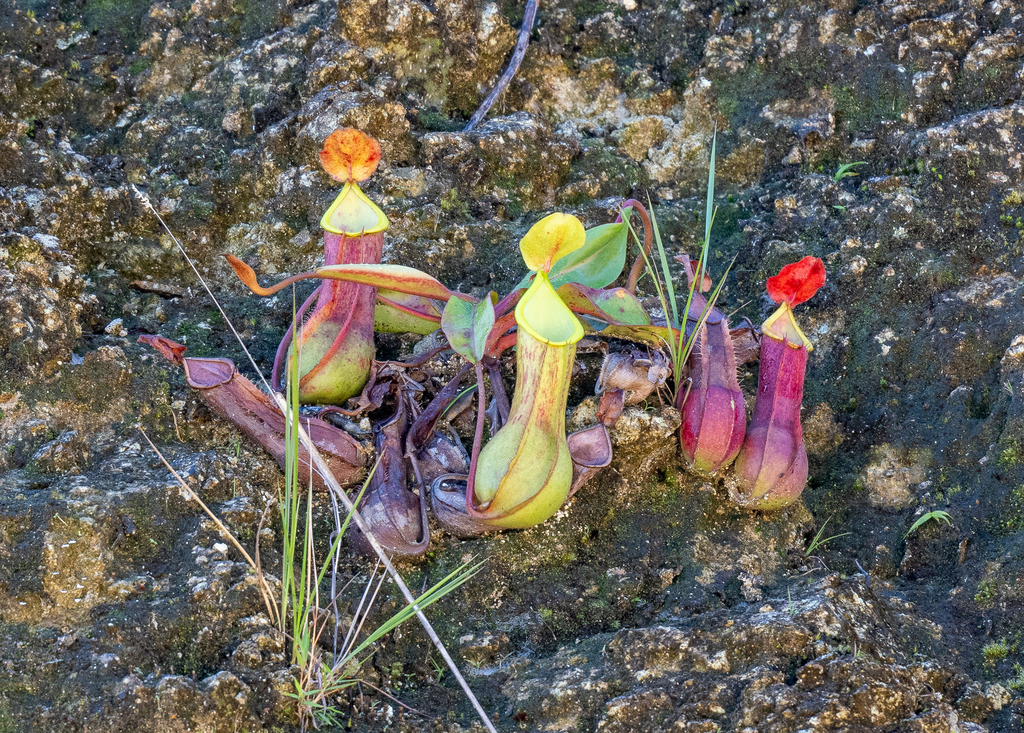 N. alata (Nepenthes alata)