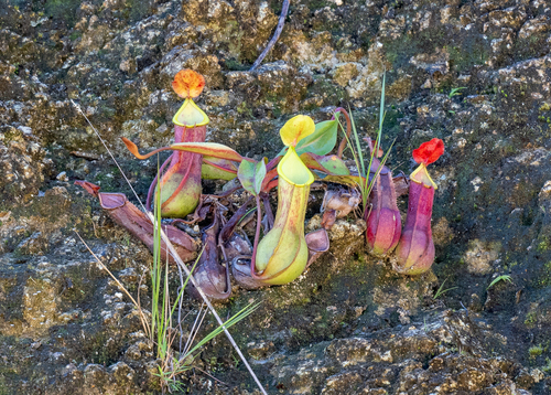 N. alata (Nepenthes alata)