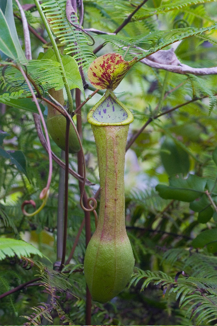 N. alata: Nepenthes alata ( N. graciliflora ) photographed on Mount Ayam Bukong, a flank of Mount Halcon, Mindoro (Alastair Robinson, May 2007) - upper pitcher.