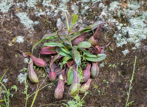 N. alata (Nepenthes alata)