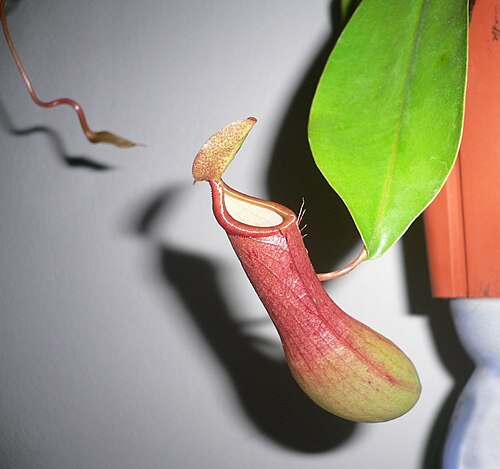 N. alata: Nepenthes alata (Nepenthaceae), climbing plant original tropical forests in the Philippines with leaves modified for catching insects.