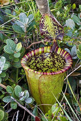 Attenborough's pitcher plant: A lower pitcher of Nepenthes attenboroughii demonstrating the characteristic campanulate shape and upright lid of this species
