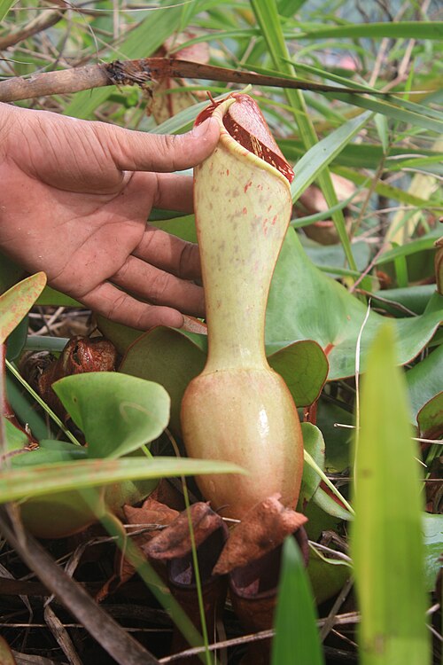 Pitcher plant: Nepenthes clipeata is an endangered pitcher plant species endemic to the Bukit Kelam Nature Tourism Park conservation area in Sintang Regency, West Kalimantan,