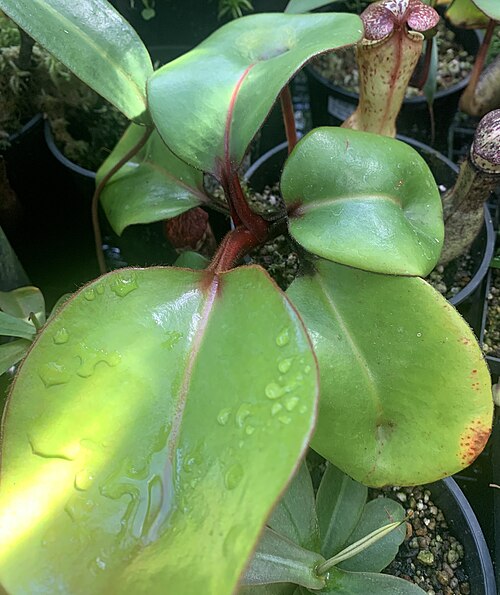 Pitcher plant: Nepenthes clipeata, Kulturpflanze
