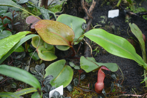 Pitcher plant: Photographed in Bogor Botanical Park