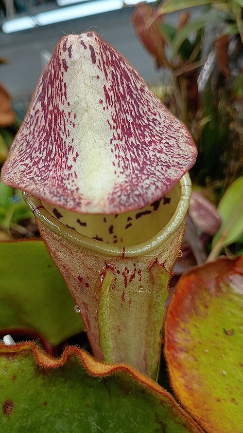Pitcher plant: Nepenthes clipeata