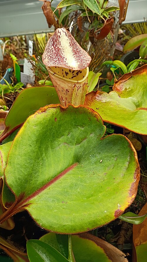 Pitcher plant: Nepenthes clipeata