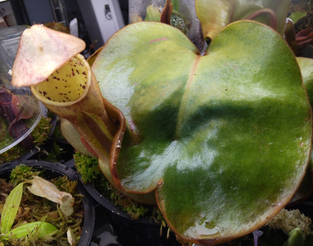 Pitcher plant: Nepenthes clipeata (cultivated)