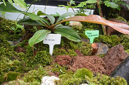 Pitcher plant: Photographed in Bogor Botanical Park