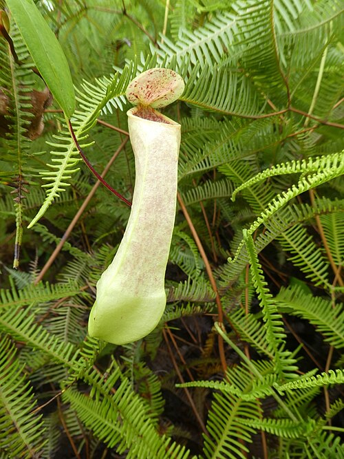 Pitcher plant: Nepenthes danseri in Waigeo