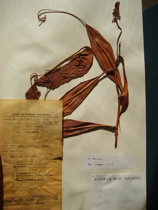 Pitcher plant: Isotype herbarium specimen of Nepenthes halmahera (previously identified as N. danseri ) deposited at the Museum National d'Histoire Naturelle in Paris, France.