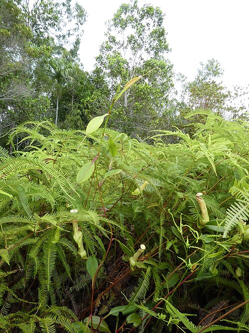 Pitcher plant: Nepenthes danseri in Waigeo