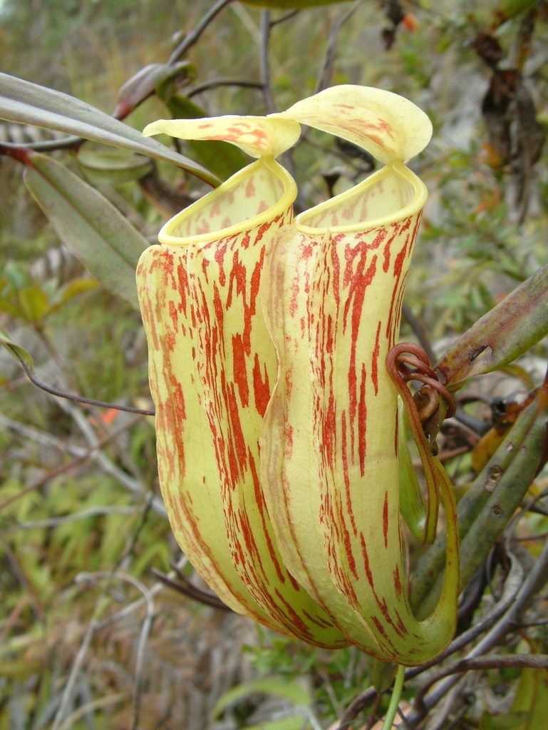 Nepenthes glabrata: Nepenthes glabrata , Sulawesi