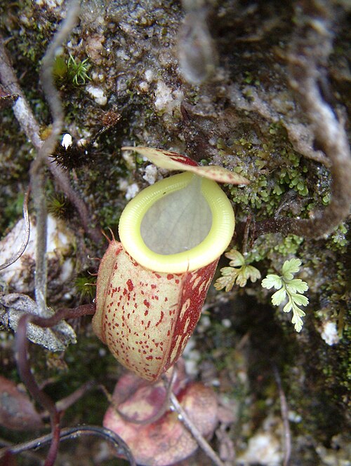 Nepenthes glabrata: Nepenthes glabrata , Sulawesi