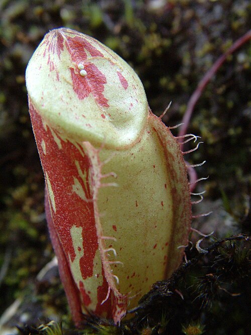 Nepenthes glabrata: Nepenthes glabrata , Sulawesi