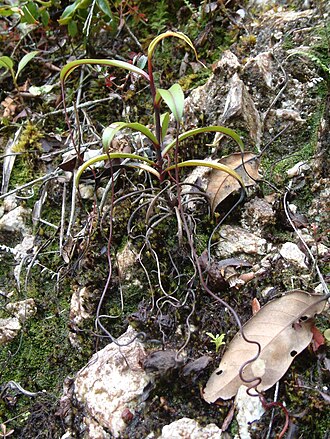 Nepenthes glabrata: Nepenthes glabrata , Sulawesi