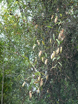 Nepenthes glabrata: Nepenthes glabrata , Sulawesi
