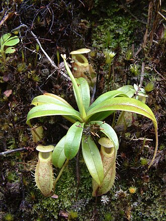 Nepenthes glabrata: Nepenthes glabrata , Sulawesi