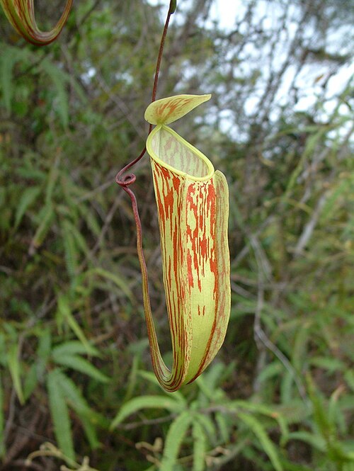 Nepenthes glabrata: Nepenthes glabrata , Sulawesi