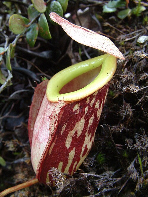 Nepenthes glabrata: Nepenthes glabrata , Sulawesi