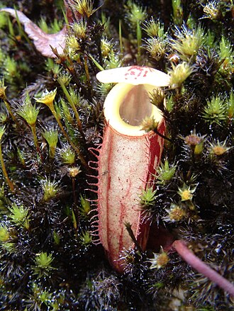 Nepenthes glabrata: Nepenthes glabrata , Sulawesi