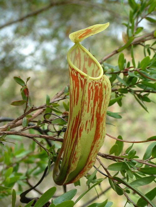 Nepenthes glabrata: Nepenthes glabrata , Sulawesi