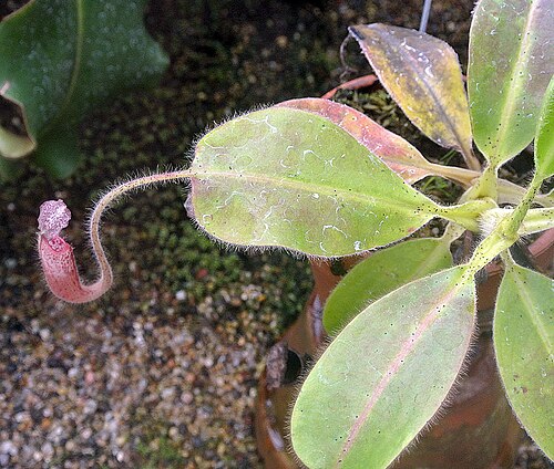 Nepenthes glandulifera: A new flower on a carnivorous plant from Sarawak. UC Berkeley Botanical Gardens.