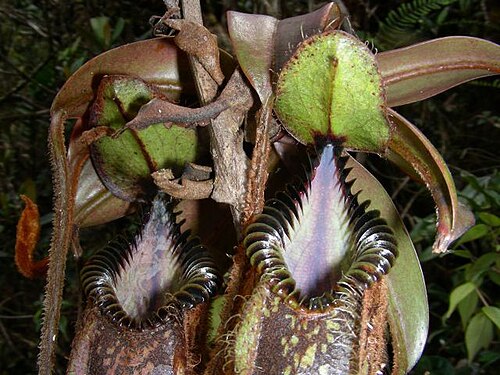 Pitcher plant: Nepenthes hamata , Sulawesi