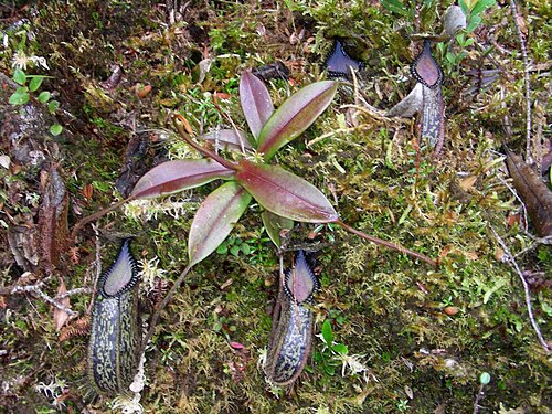 Pitcher plant: Nepenthes hamata , Sulawesi