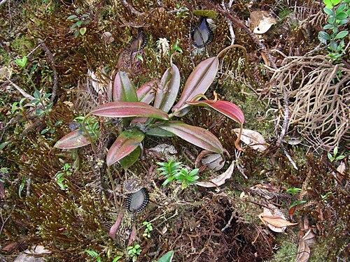 Pitcher plant: Nepenthes hamata , Sulawesi