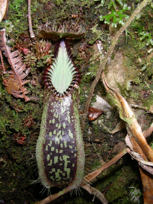 Pitcher plant: Nepenthes hamata , Sulawesi