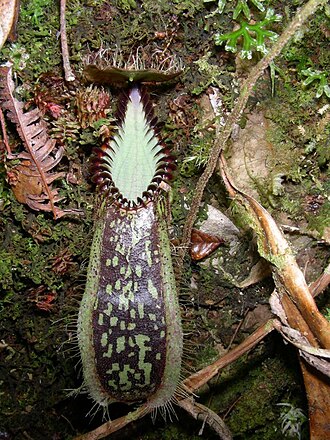 Pitcher plant: Nepenthes hamata , Sulawesi