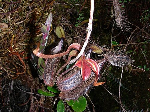 Pitcher plant: Nepenthes hamata , Sulawesi