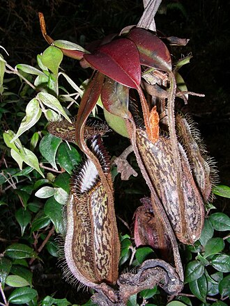 Pitcher plant: Nepenthes hamata , Sulawesi