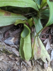 Hairy pitcher-plant (Nepenthes hirsuta)