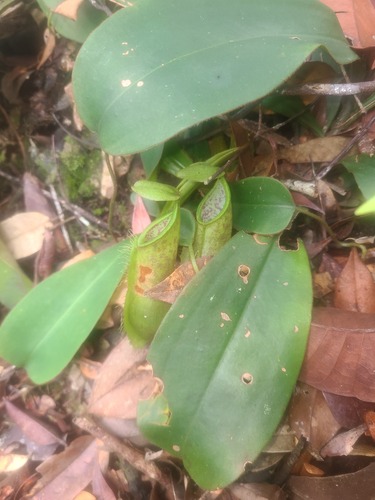 Hairy pitcher-plant (Nepenthes hirsuta)