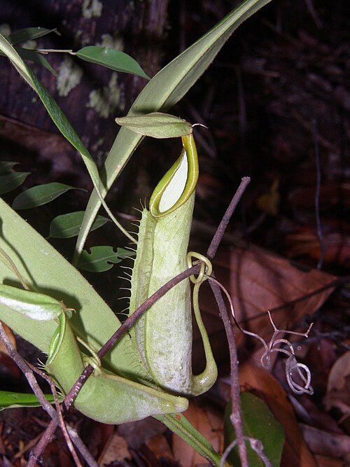 Hairy pitcher-plant: Nepenthes hirsuta