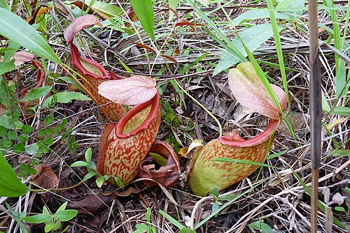 Pitcher plant: Nepenthes holdenii