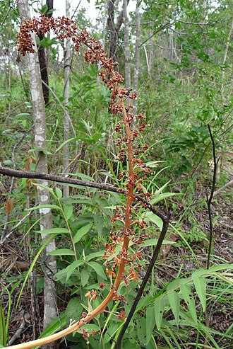 Pitcher plant: Nepenthes holdenii