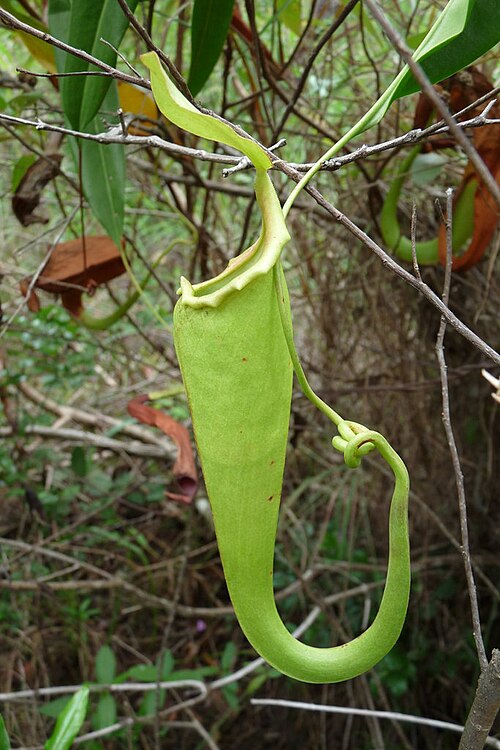 Pitcher plant: Nepenthes holdenii
