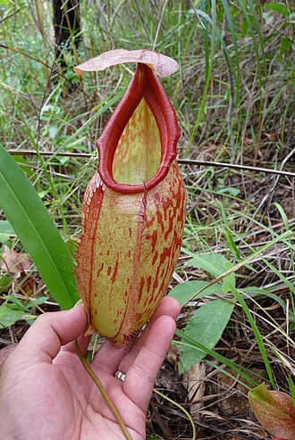 Pitcher plant: Nepenthes holdenii