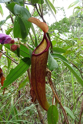 Pitcher plant: Nepenthes holdenii