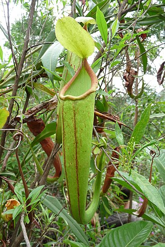 Pitcher plant: Nepenthes holdenii