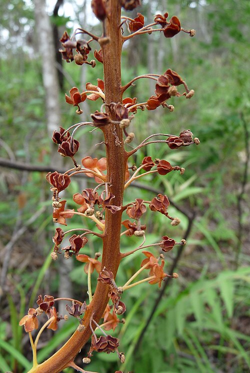 Pitcher plant: Nepenthes holdenii