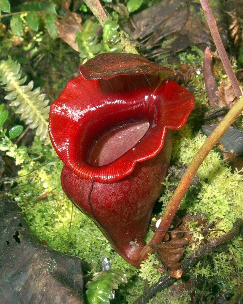 Nepenthes jacquelineae: Nepenthes jacquelineae from Bukit Barisan, Sumatra (2,200 m asl).