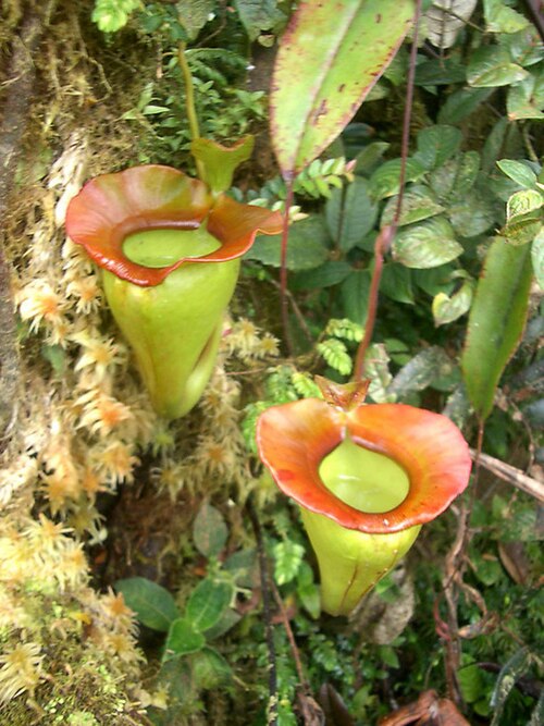 Nepenthes jacquelineae: Nepenthes jacquelineae from Bukit Barisan, Sumatra (2,200 m asl).